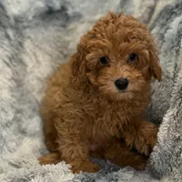 Luke, a male Poodle - Toy  for sale in Buffalo, MO – Photo 2 of 5