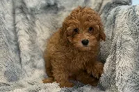Luke, a male Poodle - Toy  for sale in Buffalo, MO – Photo 2 of 5