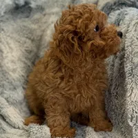 Luke, a male Poodle - Toy  for sale in Buffalo, MO – Photo 3 of 5