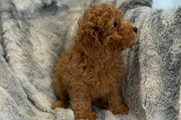 Luke, a male Poodle - Toy  for sale in Buffalo, MO – Photo 3 of 5
