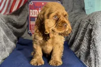 Mally, a female Cocker Spaniel for sale in Buffalo, MO – 5 of 7