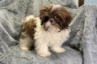 Duce, a male Shih Tzu for sale in Buffalo, MO – 5 of 8