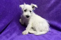 Paisley, a female West Highland White Terrier for sale in Buffalo, MO – 6 of 9