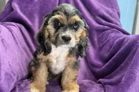 Heidi, a female Cocker Spaniel for sale in Buffalo, MO – 7 of 9