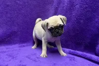 Jazzy, a female Pug for sale in Buffalo, MO – 3 of 7