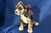 Heidi, a female Cocker Spaniel for sale in Buffalo, MO – 5 of 7