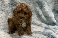 Lee, a male Poodle - Toy  for sale in Buffalo, MO – 3 of 5