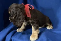 Hattie, a female Cocker Spaniel for sale in Buffalo, MO – 7 of 7