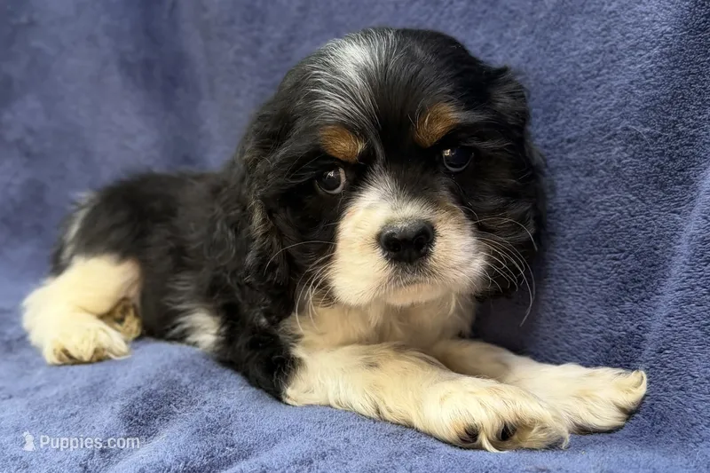 Casper – Cocker Spaniel puppy for sale in Buffalo, MO