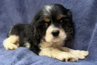 Casper, a male Cocker Spaniel for sale in Buffalo, MO – 1 of 7