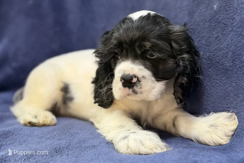 Chase – Cocker Spaniel puppy for sale in Buffalo, MO