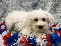 Opal - AKC, a female Miniature Schnauzer for sale in Buffalo, MO – 2 of 4