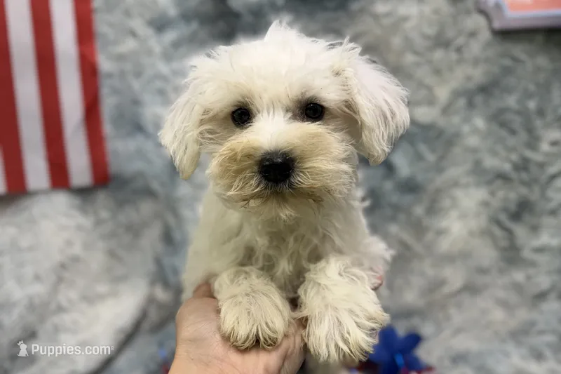 Opal - AKC – Miniature Schnauzer puppy for sale in Buffalo, MO