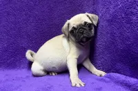Jazzy, a female Pug for sale in Buffalo, MO – 2 of 7