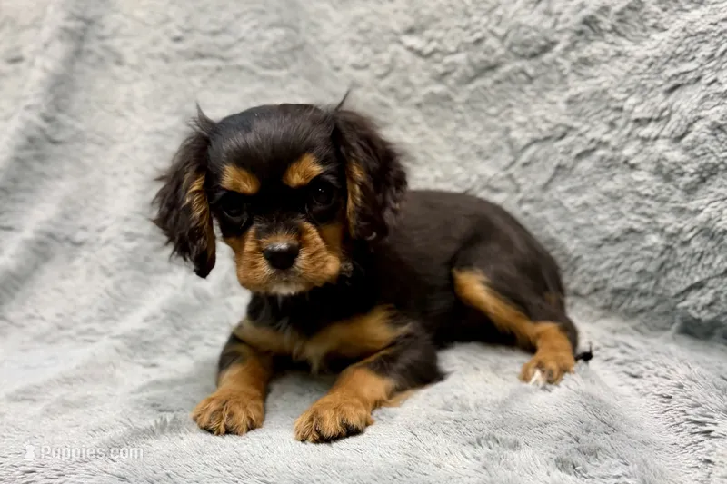 Scout – Cavalier King Charles Spaniel puppy for sale in Buffalo, MO
