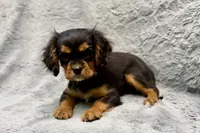 Scout, a male Cavalier King Charles Spaniel for sale in Buffalo, MO – 1 of 9