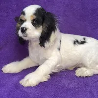 Cora, a female Cocker Spaniel for sale in Buffalo, MO – Photo 5 of 9