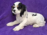 processed/0b0910b8-35b4-49c7-979a-420dd59cbc3e/listing/13cdcb0c-af61-4b7b-9ed2-5dd649ea5e5d/2bc01599-55cf-4d4d-ba9a-c03b99a6b249