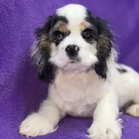 Cora, a female Cocker Spaniel for sale in Buffalo, MO – Photo 1 of 9