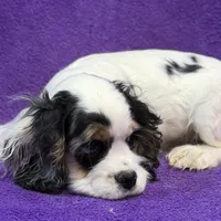 Cora, a female Cocker Spaniel for sale in Buffalo, MO – Photo 6 of 9