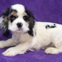 Cora, a female Cocker Spaniel for sale in Buffalo, MO – Photo 7 of 9