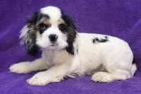 processed/0b0910b8-35b4-49c7-979a-420dd59cbc3e/listing/13cdcb0c-af61-4b7b-9ed2-5dd649ea5e5d/9b580805-f955-48d8-8725-eb1dd69fcd8b