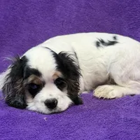 Cora, a female Cocker Spaniel for sale in Buffalo, MO – Photo 8 of 9