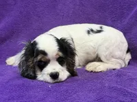 processed/0b0910b8-35b4-49c7-979a-420dd59cbc3e/listing/13cdcb0c-af61-4b7b-9ed2-5dd649ea5e5d/c5fac7c2-42b2-4eb5-89f2-59b6f1c8cba0