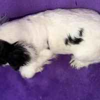 Cora, a female Cocker Spaniel for sale in Buffalo, MO – Photo 9 of 9