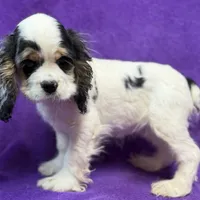 Cora, a female Cocker Spaniel for sale in Buffalo, MO – Photo 3 of 9