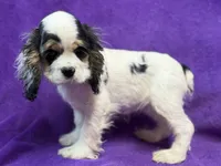 processed/0b0910b8-35b4-49c7-979a-420dd59cbc3e/listing/13cdcb0c-af61-4b7b-9ed2-5dd649ea5e5d/d26dc343-a8b3-461d-840d-4a0eff1729a6