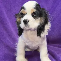 Cora, a female Cocker Spaniel for sale in Buffalo, MO – Photo 2 of 9