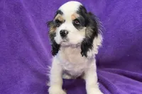 processed/0b0910b8-35b4-49c7-979a-420dd59cbc3e/listing/13cdcb0c-af61-4b7b-9ed2-5dd649ea5e5d/d7977c30-d420-4c2f-a3c8-083605985b26