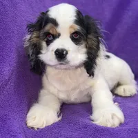Cora, a female Cocker Spaniel for sale in Buffalo, MO – Photo 4 of 9