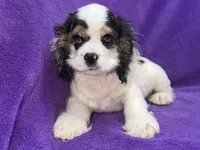 processed/0b0910b8-35b4-49c7-979a-420dd59cbc3e/listing/13cdcb0c-af61-4b7b-9ed2-5dd649ea5e5d/dc7c9584-7e6b-4c7e-abcf-8a56bea3c8ca