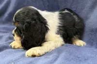 Casper, a male Cocker Spaniel for sale in Buffalo, MO – 4 of 7