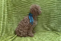Maggie, a female Poodle - Toy  for sale in Buffalo, MO – 7 of 9