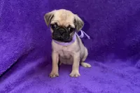 Juniper, a female Pug for sale in Buffalo, MO – 1 of 6