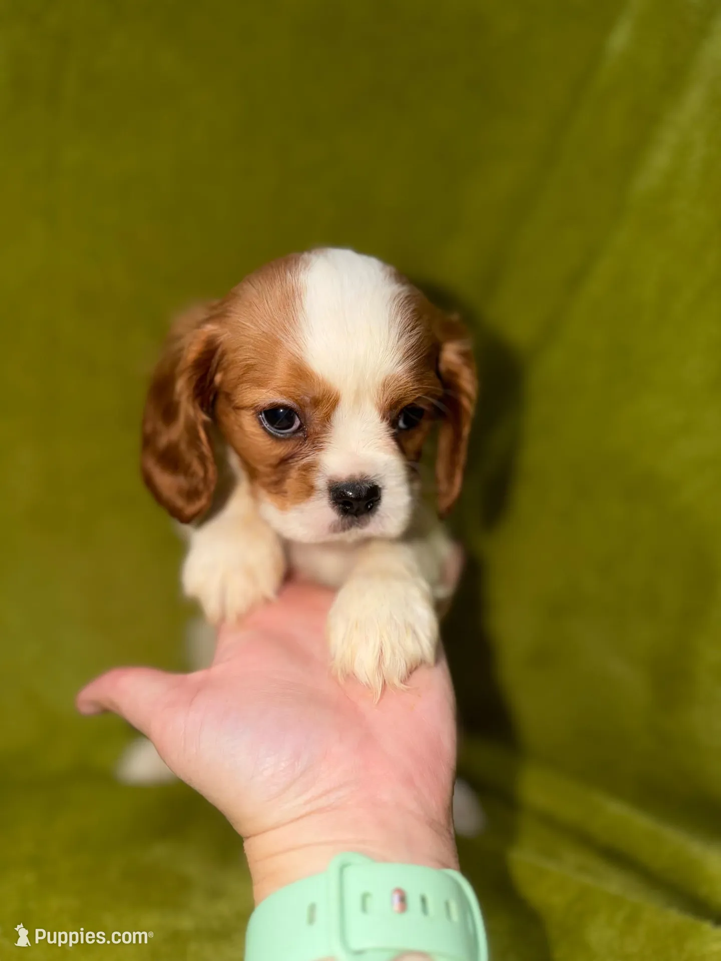 Austin, a male Cavalier King Charles Spaniel for sale in Buffalo, MO – Photo 3 of 6