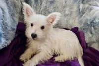 Winter, a female West Highland White Terrier for sale in Buffalo, MO – 2 of 9