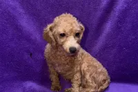 Maisy - ACA, a female Poodle - Toy  for sale in Buffalo, MO – 4 of 6