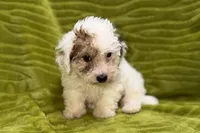 Lil Daxton, a male Poodle - Toy  for sale in Buffalo, MO – 4 of 6