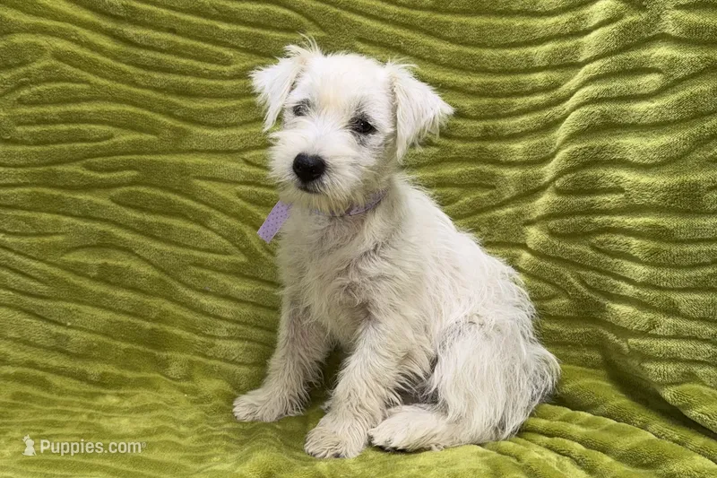 Poppy – West Highland White Terrier puppy for sale in Buffalo, MO