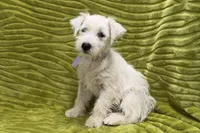 Poppy, a female West Highland White Terrier for sale in Buffalo, MO – 1 of 7