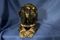 Hugo, a male Cocker Spaniel for sale in Buffalo, MO – 5 of 7
