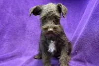 Olive, a female Miniature Schnauzer for sale in Buffalo, MO – Photo 3 of 9