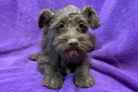 Olive, a female Miniature Schnauzer for sale in Buffalo, MO – Photo 2 of 9