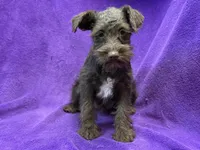 Olive, a female Miniature Schnauzer for sale in Buffalo, MO – Photo 5 of 9