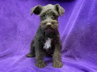 Olive, a female Miniature Schnauzer for sale in Buffalo, MO – Photo 6 of 9
