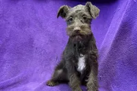 Olive, a female Miniature Schnauzer for sale in Buffalo, MO – Photo 9 of 9